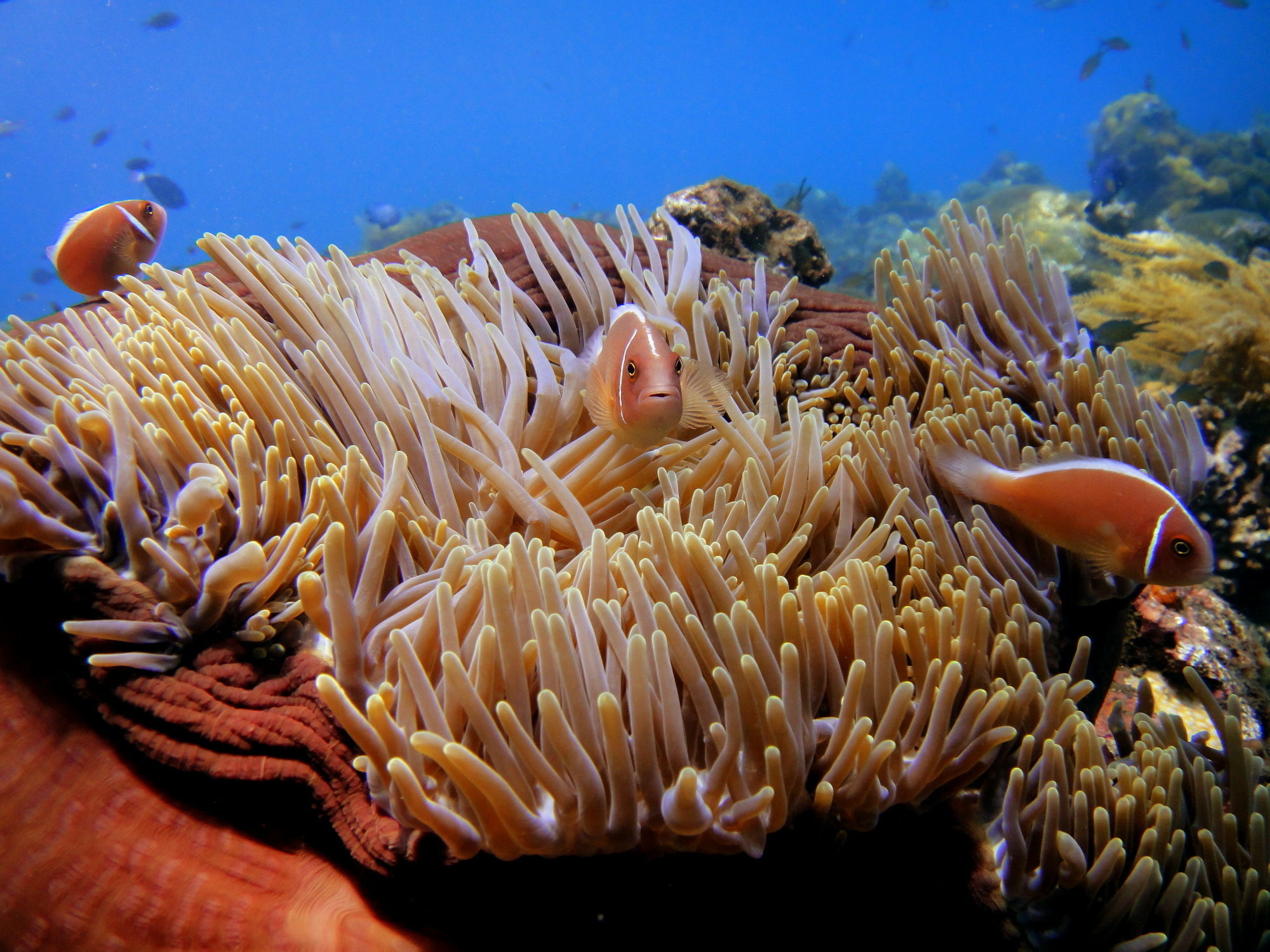 Arya Amed Beach Resort And Dive Center Luaran gambar